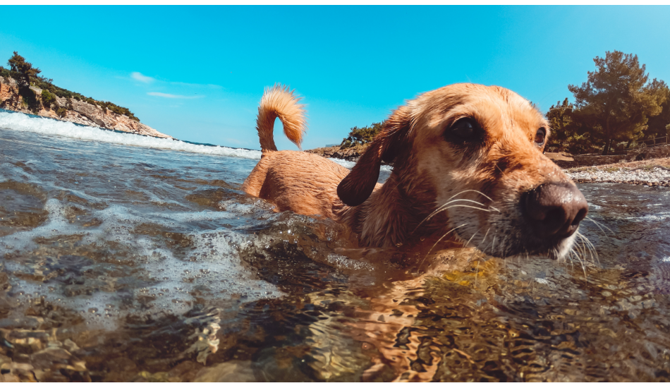 El peligro del agua salada para los perros ⛔