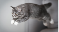 ¿Qué es el síndrome del gato volador?